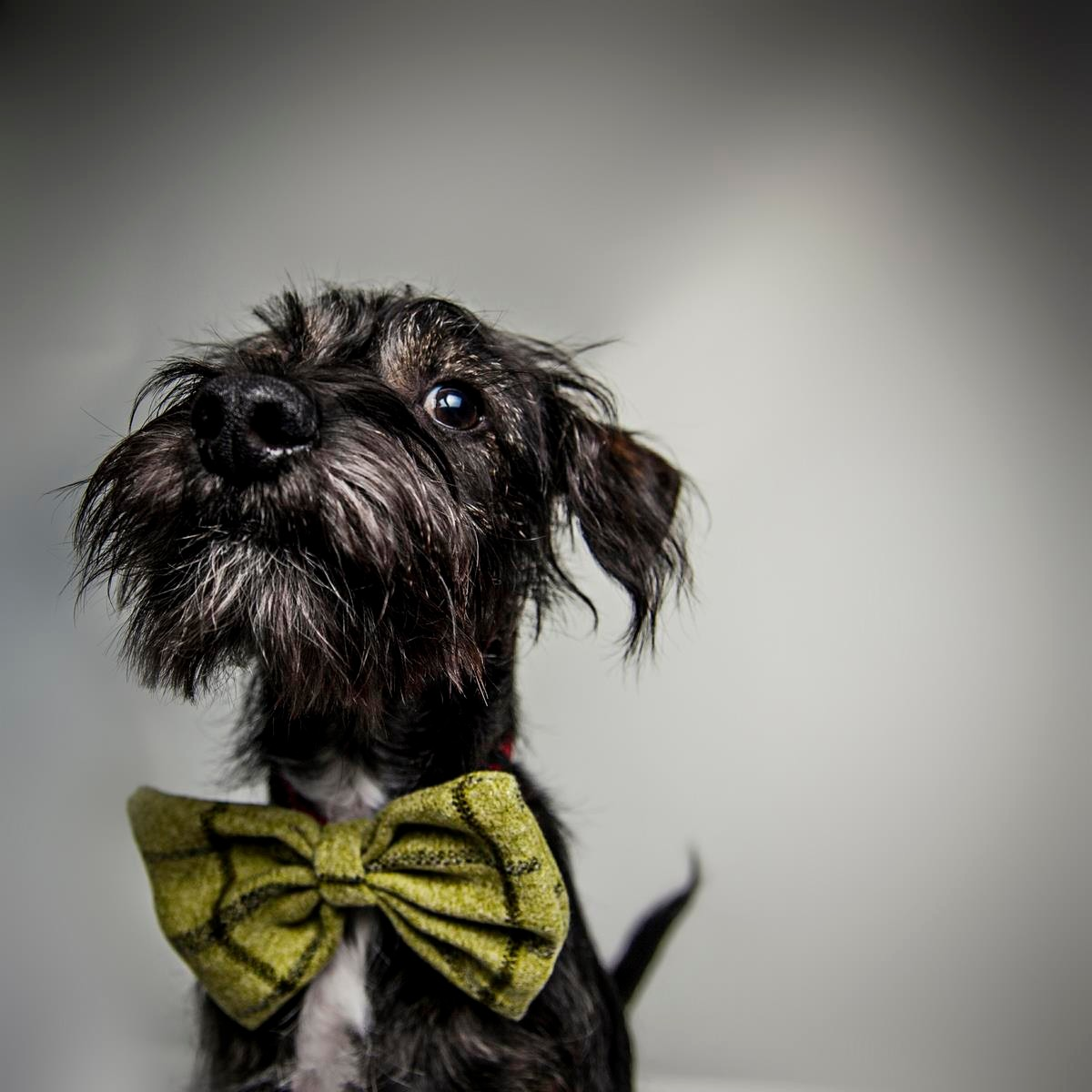 LAIKA